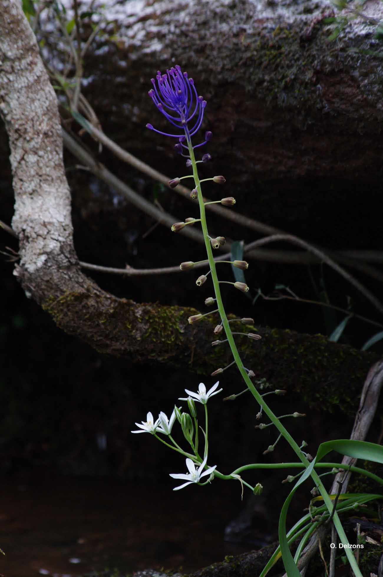 Image of tassel grape hyacinth