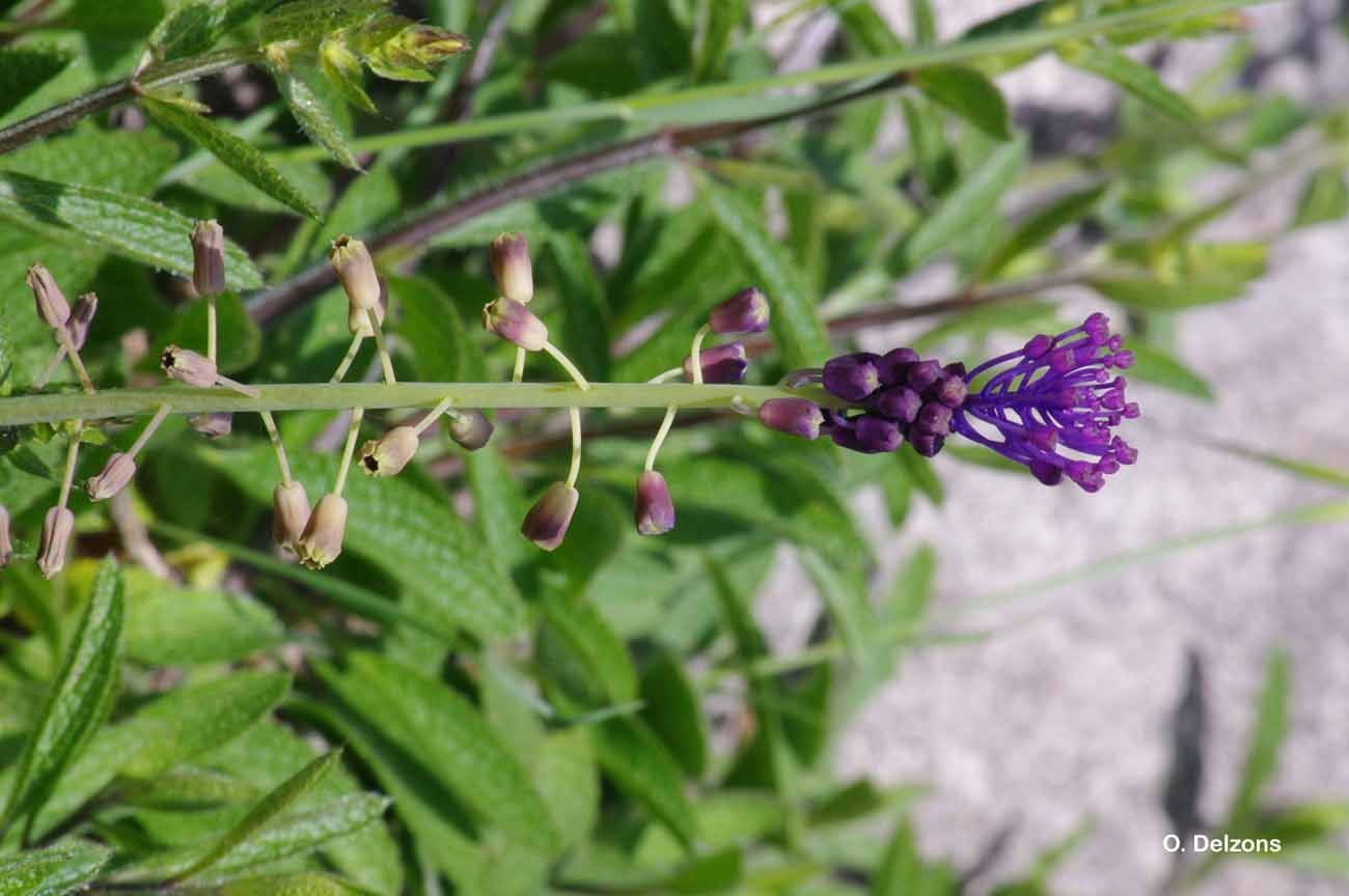 Image of tassel grape hyacinth