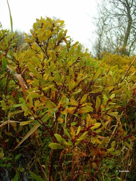 Image of Bog-myrtle