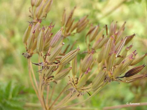 Imagem de Myrrhis odorata (L.) Scop.