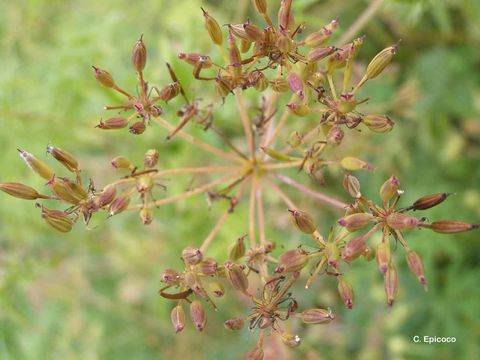 Imagem de Myrrhis odorata (L.) Scop.