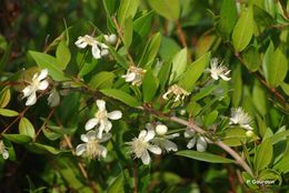 Image de Myrtus communis L.