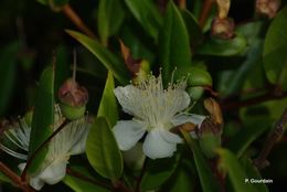 Image de Myrtus communis L.