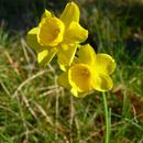 Image of rushleaf jonquil