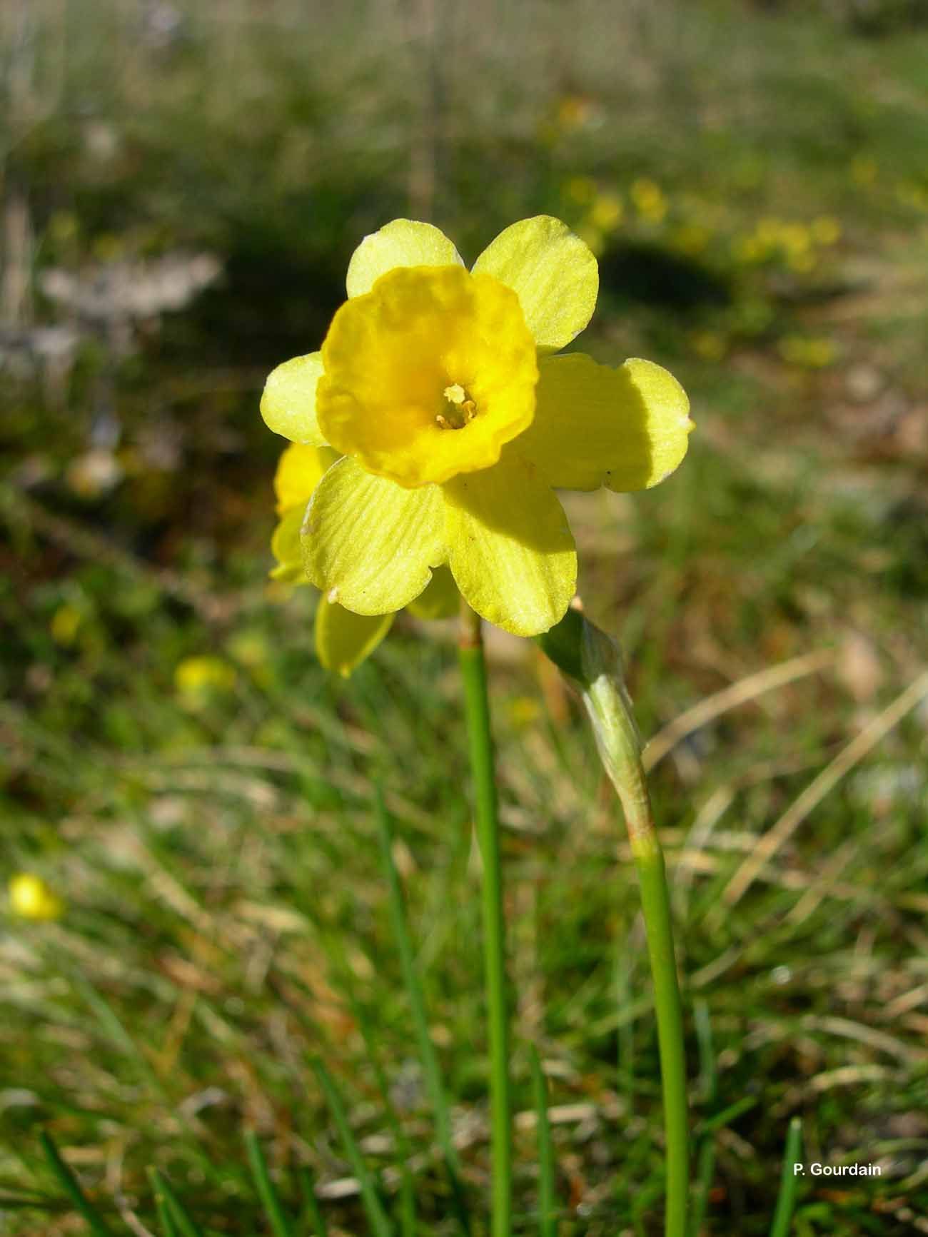 Narcissus assoanus Dufour ex Schult. & Schult. fil. resmi