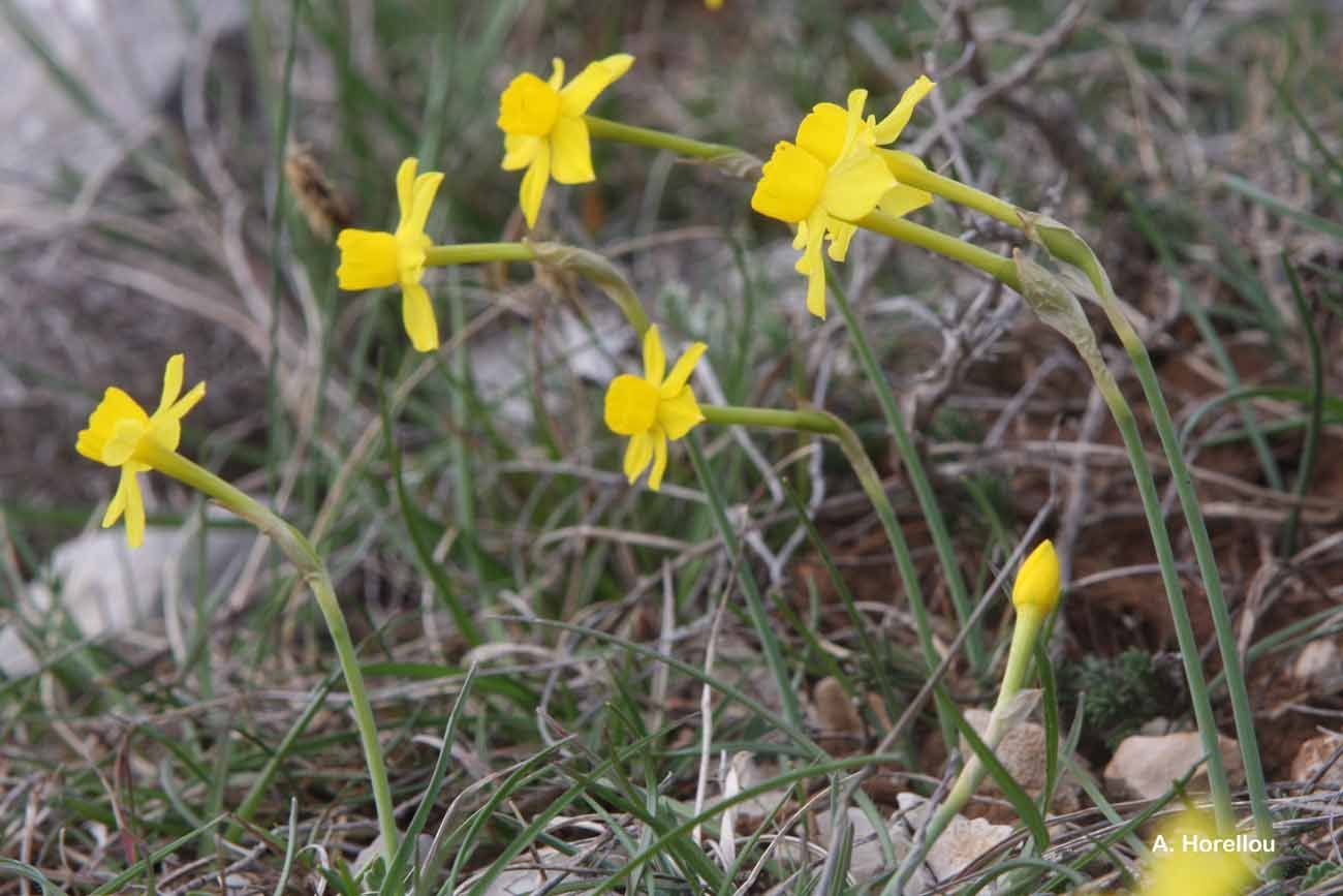 Image of rushleaf jonquil