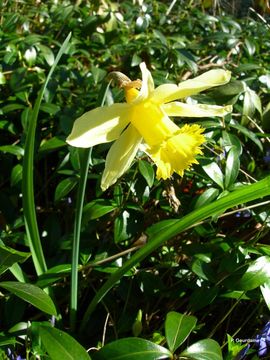 Image of daffodil