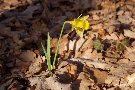 Image of daffodil