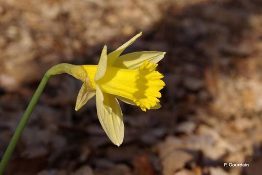 Image of daffodil