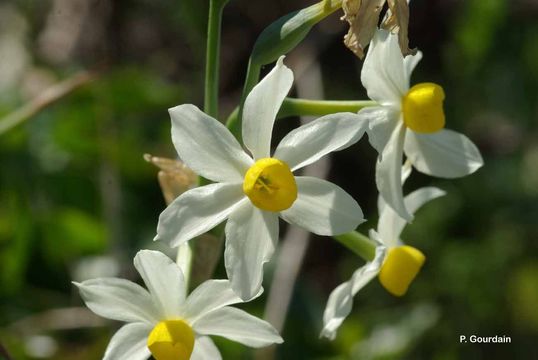 Image of cream narcissus