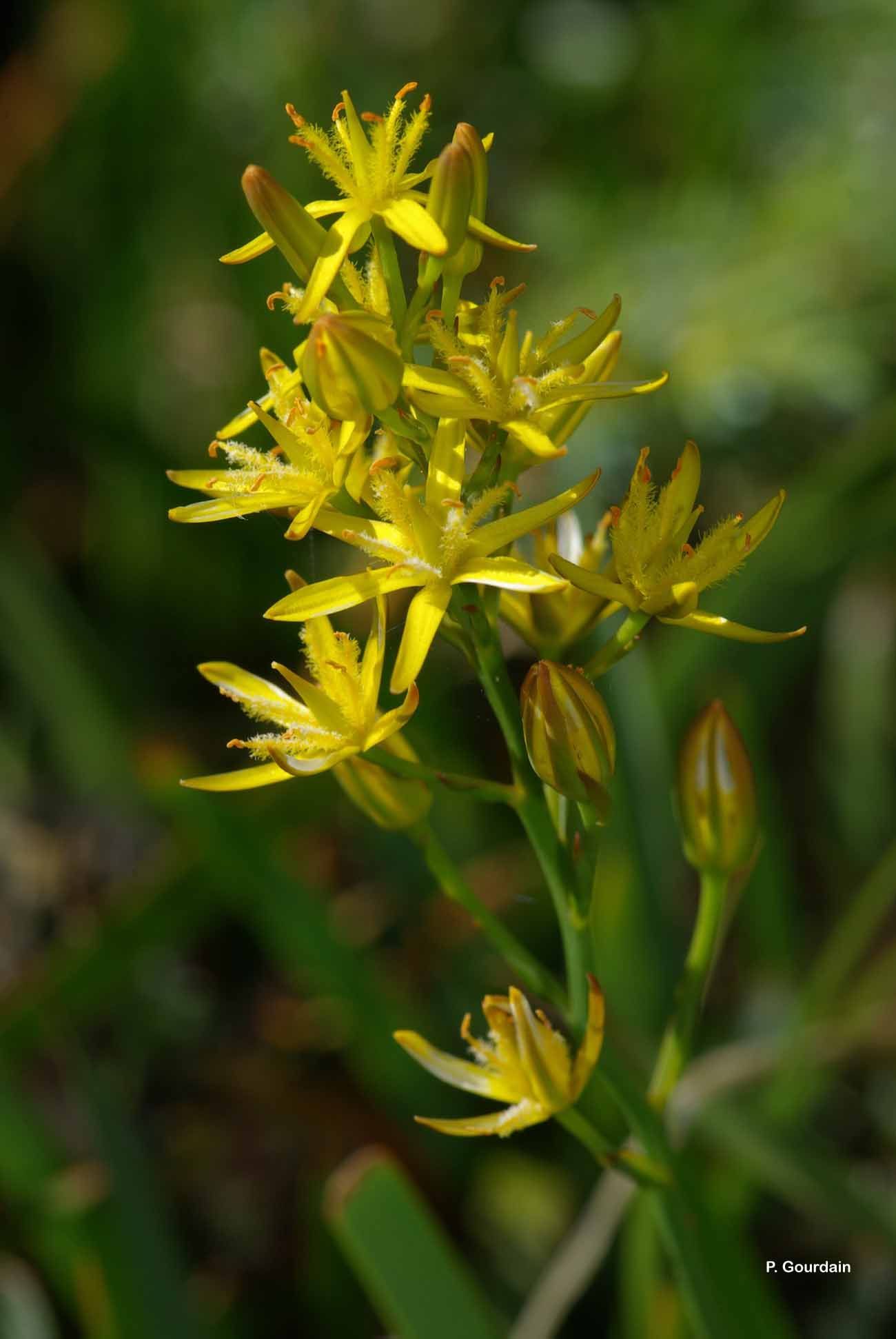 Image of Narthecium reverchonii Celak.