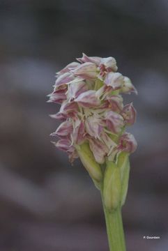 Image of Dense-flowered orchid