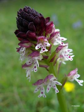 Image of Burnt orchid