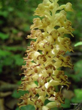 Image of Bird's-nest orchid