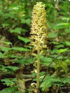 Image of Bird's-nest orchid