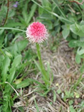 Gymnadenia corneliana (Beauverd) Teppner & E. Klein的圖片