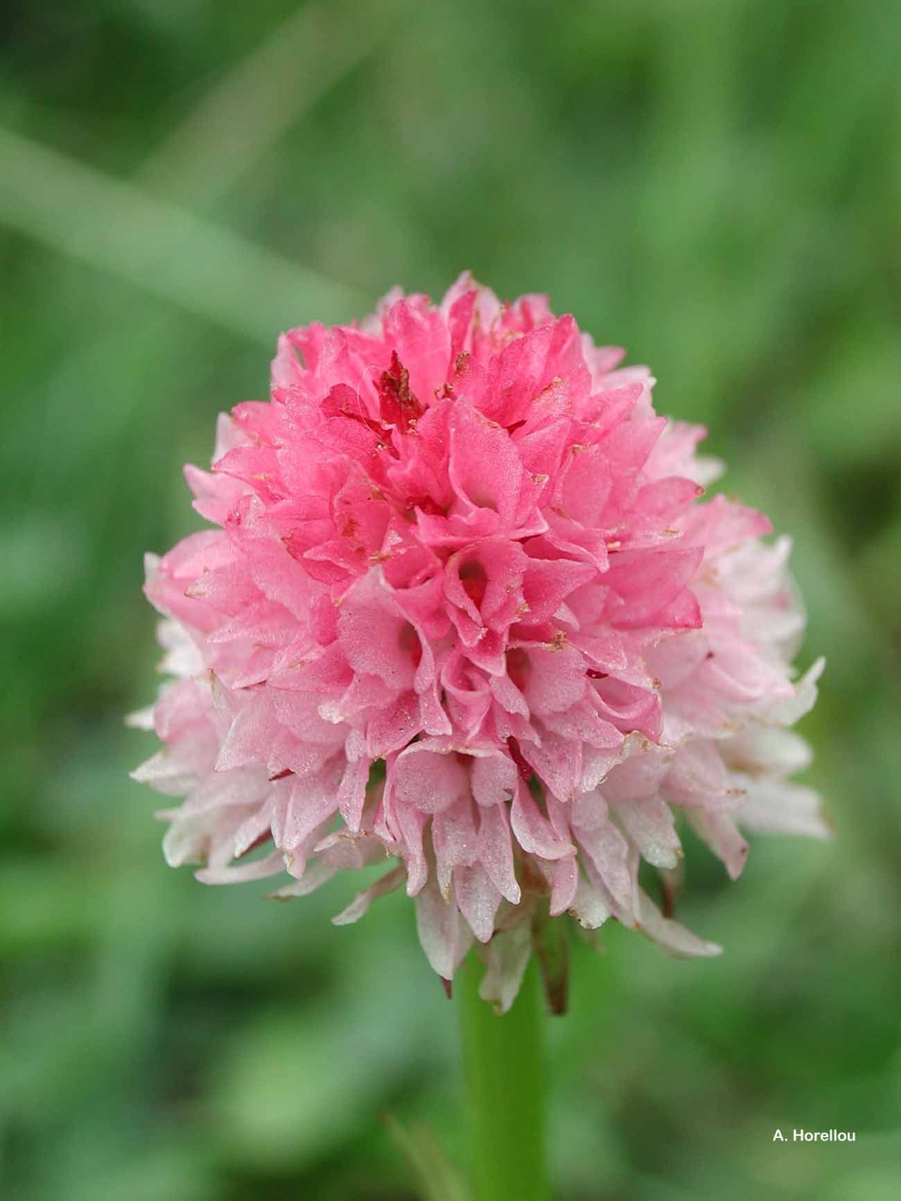 Слика од Gymnadenia corneliana (Beauverd) Teppner & E. Klein