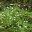 Image of Fine-leaved Water-dropwort