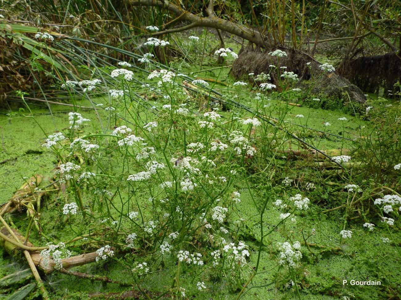 Imagem de Oenanthe aquatica (L.) Poir.