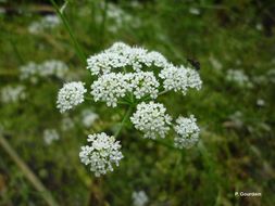 Imagem de Oenanthe aquatica (L.) Poir.