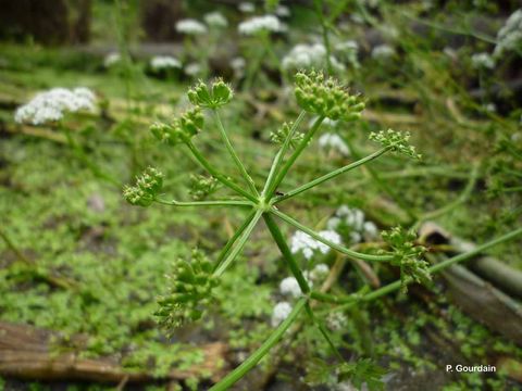 Imagem de Oenanthe aquatica (L.) Poir.