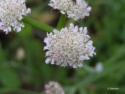 Oenanthe fistulosa L.的圖片