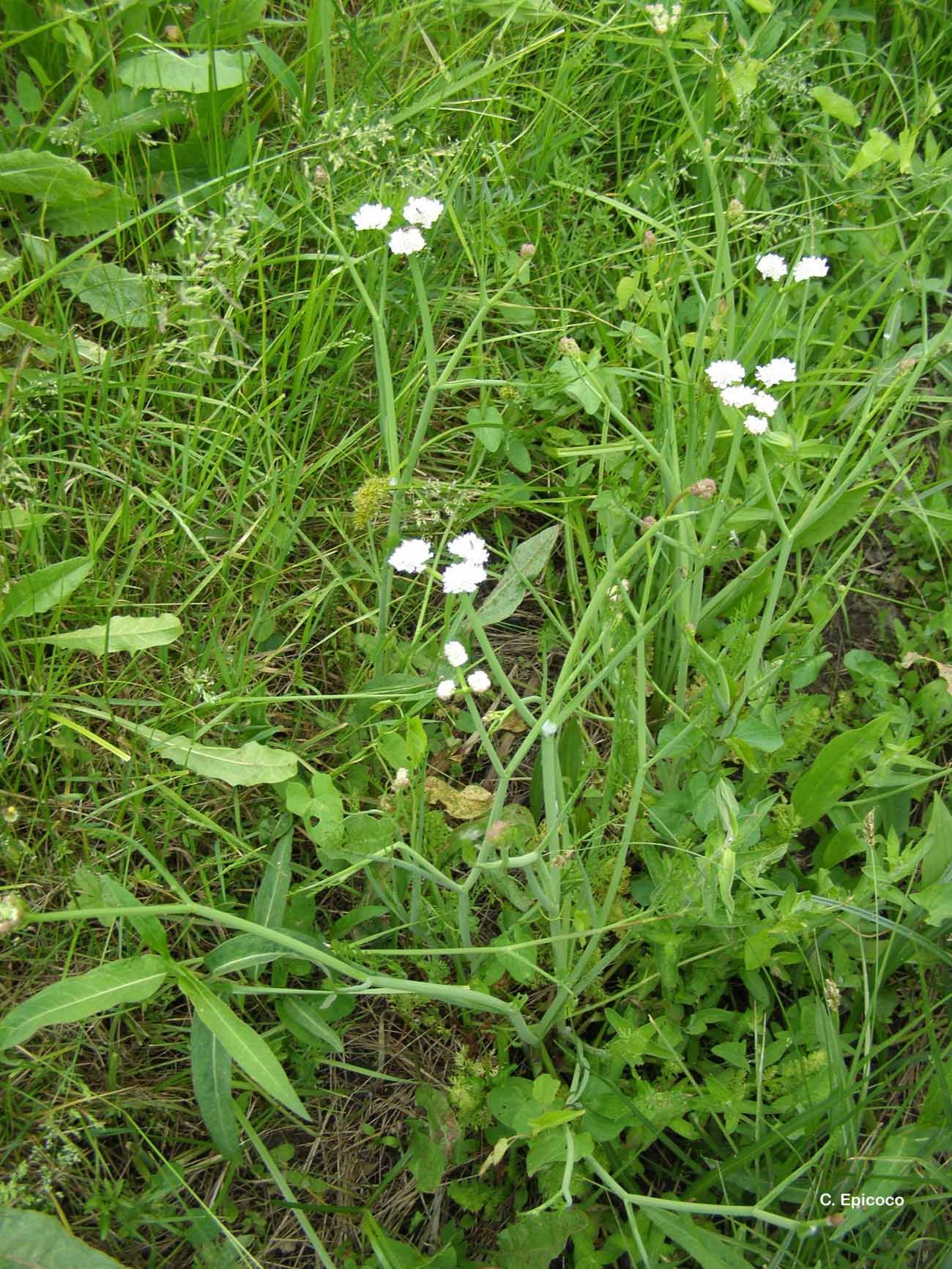 Oenanthe fistulosa L. resmi