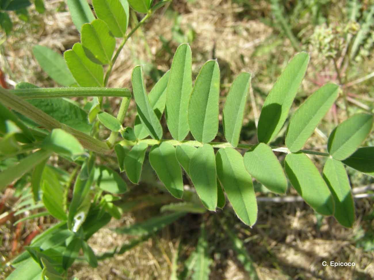 Image de Esparcette cultivée