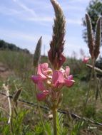 Plancia ëd Onobrychis viciifolia Scop.