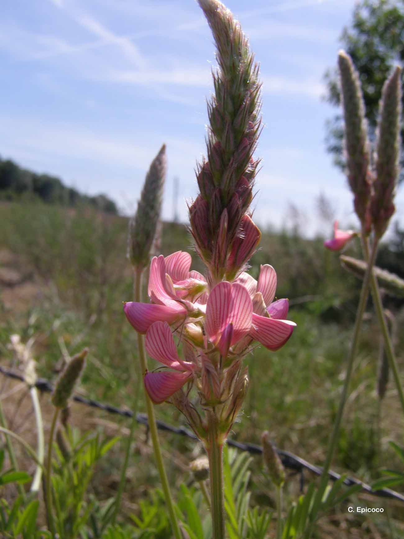 Image de Esparcette cultivée