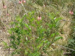 Plancia ëd Onobrychis viciifolia Scop.