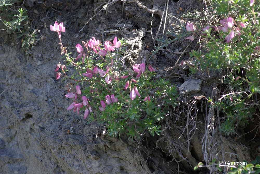 Plancia ëd Ononis fruticosa L.