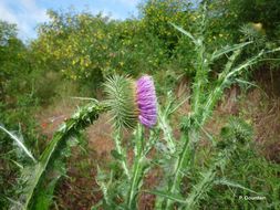 Image of Cotton Thistle