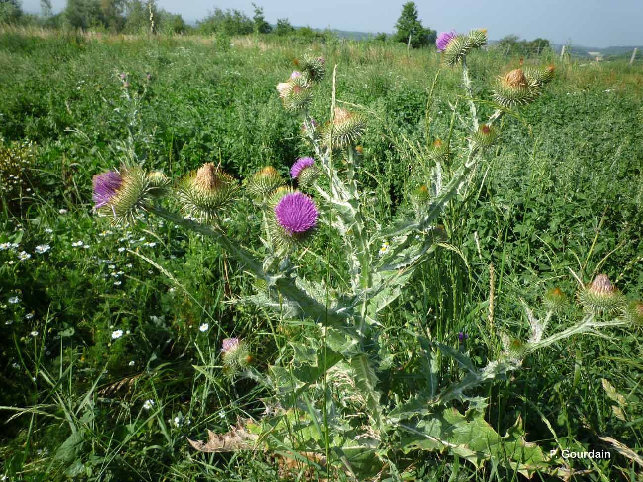 Image of Cotton Thistle