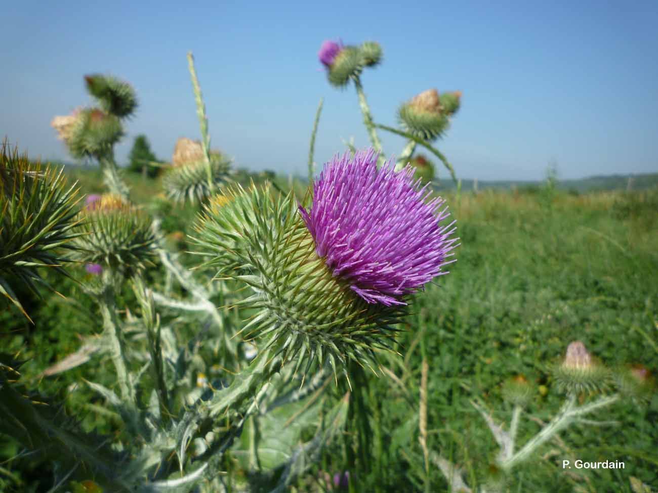 Image of Cotton Thistle