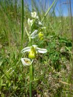 Image of Bee orchid