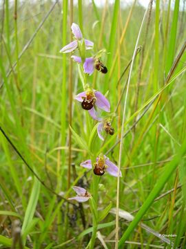 Image of Bee orchid