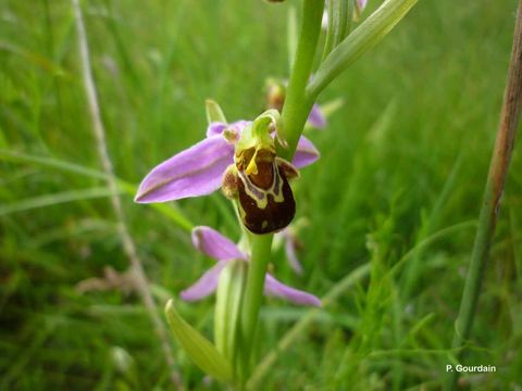 Image of Bee orchid