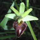 Image of <i>Ophrys <i>sphegodes</i></i> ssp. sphegodes