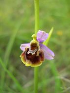 Image of late spider-orchid