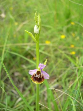 Image of late spider-orchid