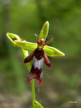 Image of Fly orchid