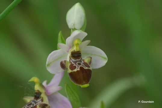 Image of Woodcock bee-orchid