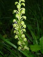 Image of Man orchid