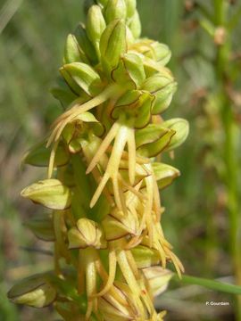 Image of Man orchid