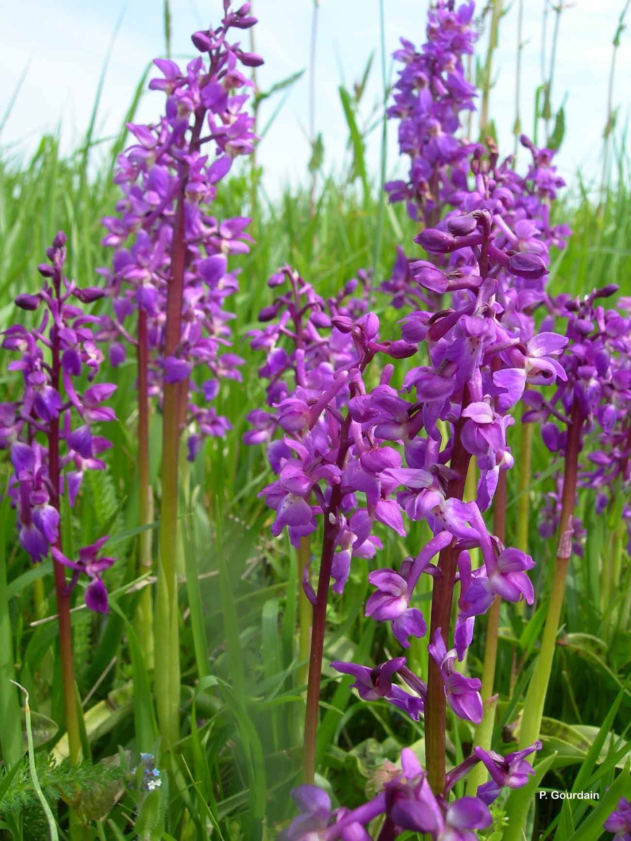 Image of Early Purple Orchid