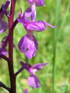 Image of Early Purple Orchid