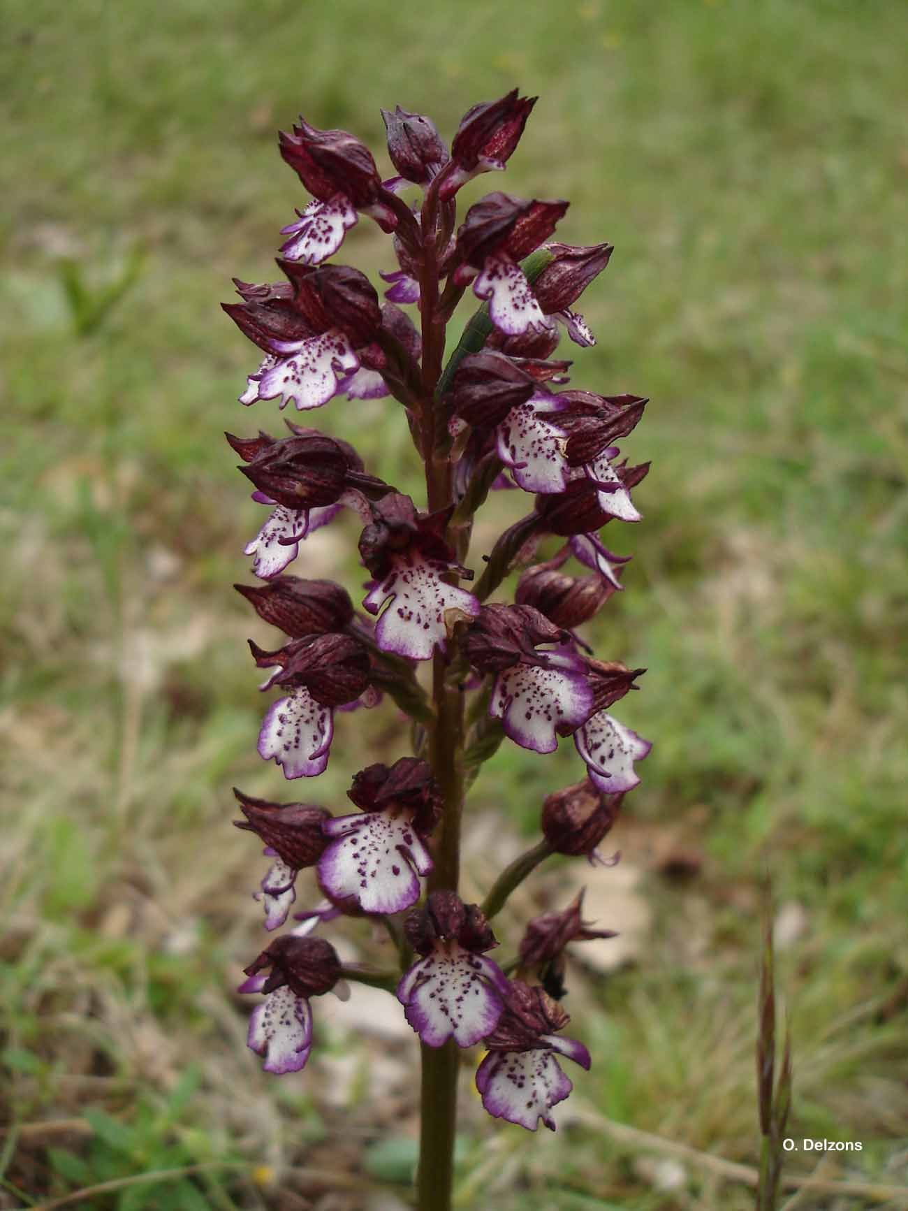 Image of Lady Orchid