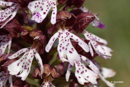 Image of Lady Orchid