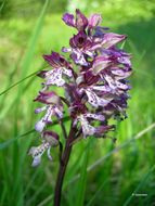 Image of Lady Orchid